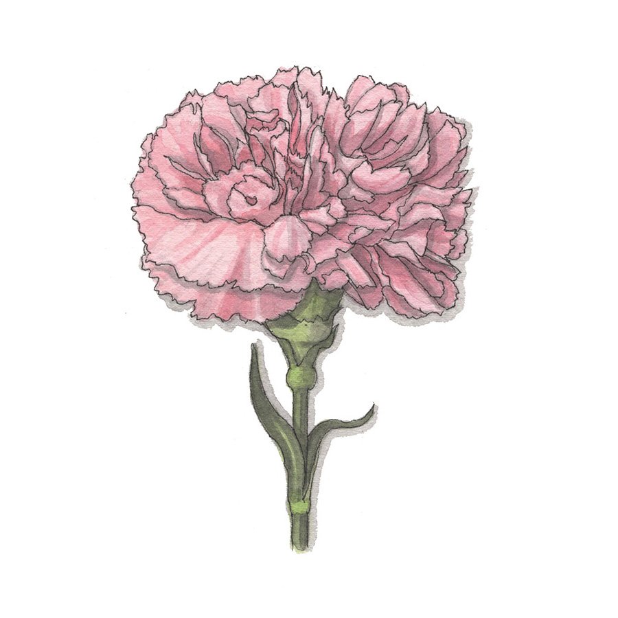 Flowers: Carnation — Yeesan Loh